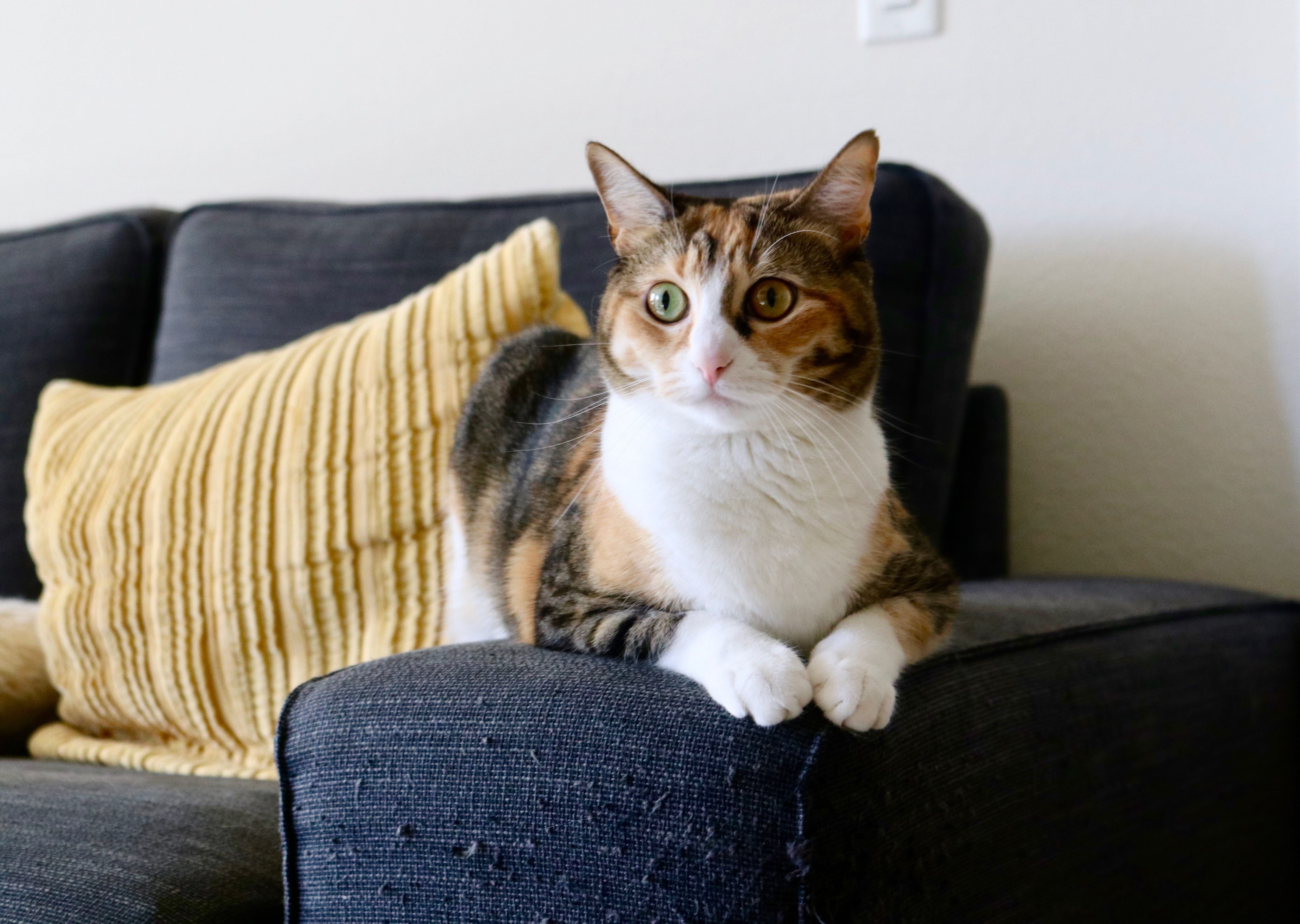 7. Laat je kat met rust